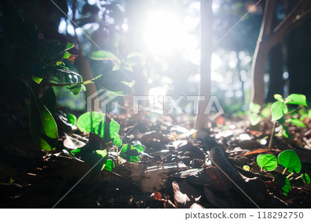 陽光透過樹木照亮的幼葉 118292750