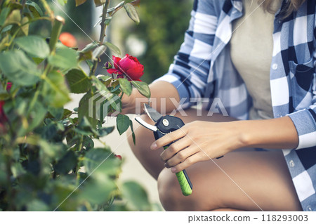 girl gardener prunes roses in the garden with secateurs girl gardener prunes roses in the garden with secateurs 118293003