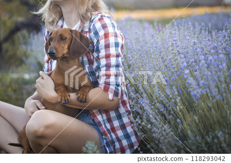 dachshund with his owner in a sunny summer lavender park dachshund with his owner in a sunny summer lavender park 118293042