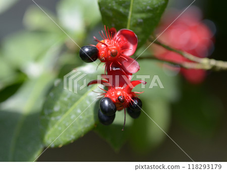 Okuna Serrata 118293179