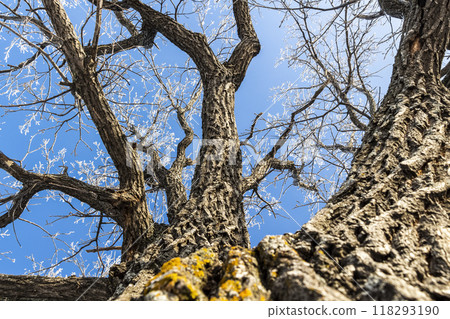 Old oak trunk Old oak trunk 118293190