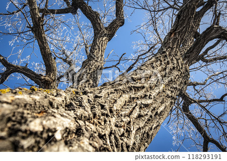 Old oak trunk Old oak trunk 118293191