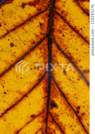 Macro photo of Autumn Foliage. Yellow Leaf Texture Close Up. 118293276