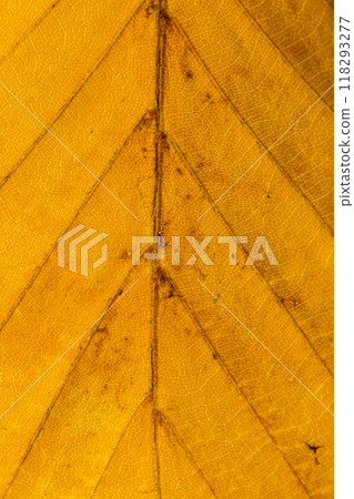 Macro photo of Autumn Foliage. Yellow Leaf Texture Close Up. 118293277