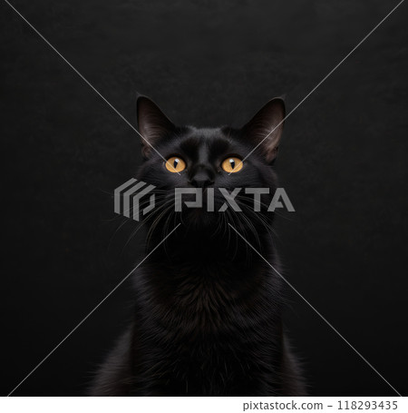 Black cat on black backgrounds 118293435
