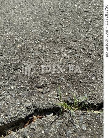 Weeds growing from cracks in the asphalt Weeds growing from cracks in the asphalt 118293756