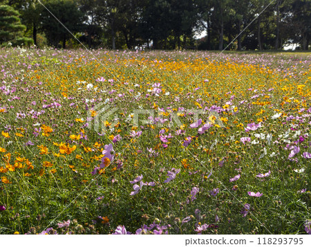 Cosmos field of Lake Hamana Garden Park Cosmos field of Lake Hamana Garden Park 118293795