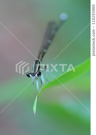 A dragonfly that stops on the leaves 118293860
