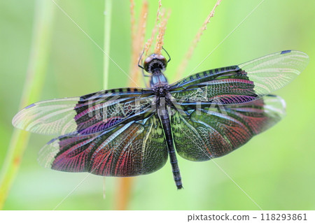 Butterfly fowl Butterfly fowl 118293861