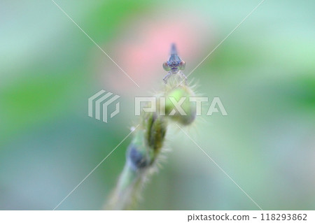 Kuroito Tombo 118293862