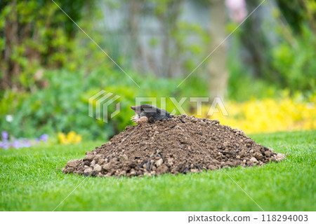 Mole on the top of the mole hill 118294003