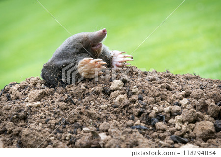 Mole on the top of the mole hill Mole on the top of the mole hill 118294034