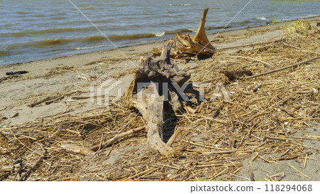 海邊沙灘上的浮木 118294068