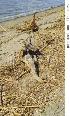Driftwood on the beach 118294069