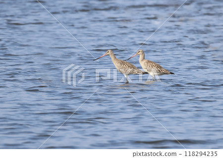 A great sandpiper standing in shallow waters gazing out to sea 118294235