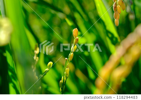 Poem of Rice Ears - Narabai Yato Poem of Rice Ears - Narabai Yato 118294483