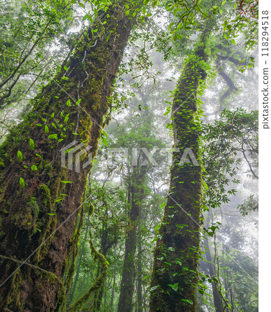 The Role of Tropical Rainforests in Carbon Dioxide Absorption. 118294518