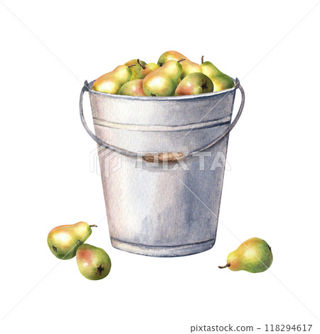 Metal garden bucket filled with fresh juicy pear fruits. Hand drawn botanical composition. Watercolor illustration isolated on white. For clip art cards menu label package 118294617