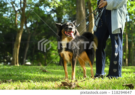 Young woman walking with her Border Bollie dog in a park on sunny day. Outdoor activities, pet care and wellness concept 118294647