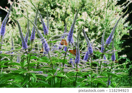 Hokkaido Tokachi Hills 118294923