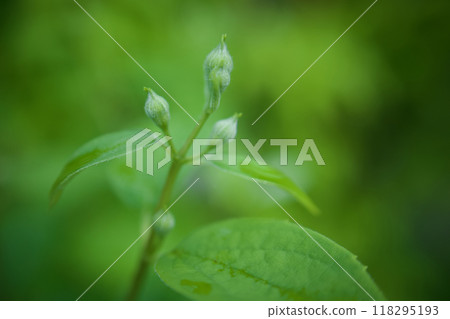 5月2日(2024年)梅花綻放。花的語言是「優雅」、「懷舊」、「芬芳」。 5月2日(2024年)梅花綻放。花的語言是「優雅」、「懷舊」、「芬芳」。 118295193