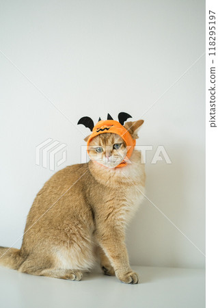 close up gold british cat with wearing pumpkin halloween concept 118295197