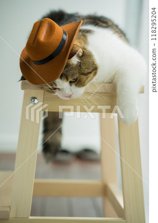 scottish tabby cat with vintage cowboy costume scottish tabby cat with vintage cowboy costume 118295204