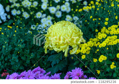 Beautiful chrysanthemum flowers close-up Chrysanthemum festival scenery Aoi Aso Shrine (national treasure) Hitoyoshi City 118295216