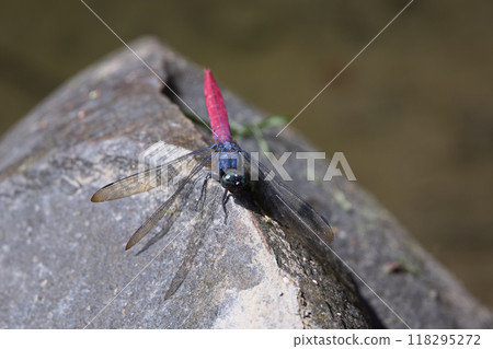 池塘旁的蜻蜓 118295272