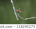 Dragonfly by the pond 118295273