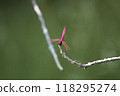 Dragonfly by the pond 118295274