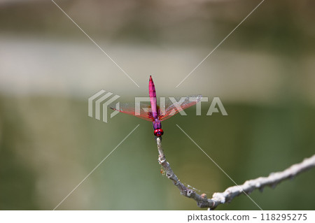 Dragonfly by the pond 118295275
