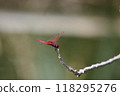 Dragonfly by the pond 118295276