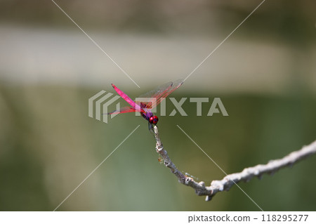 池塘旁的蜻蜓 118295277