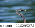 Dragonfly by the pond 118295278