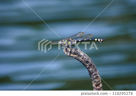 Dragonfly by the pond Dragonfly by the pond 118295278