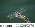 Dragonfly by the pond 118295279