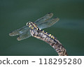 Dragonfly by the pond 118295280
