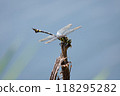 Dragonfly by the pond 118295282