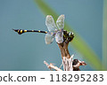 Dragonfly by the pond 118295283