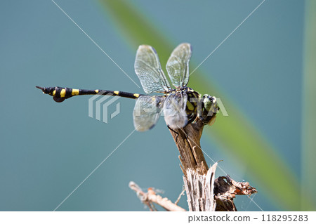 Dragonfly by the pond Dragonfly by the pond 118295283