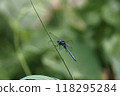 Dragonfly by the pond 118295284