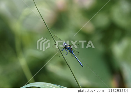 池塘旁的蜻蜓 118295284