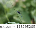 Dragonfly by the pond 118295285