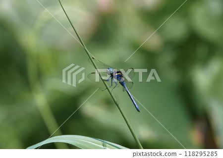 Dragonfly by the pond Dragonfly by the pond 118295285