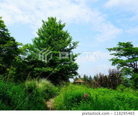 Hokkaido Purple Bamboo Garden Hokkaido Purple Bamboo Garden 118295465
