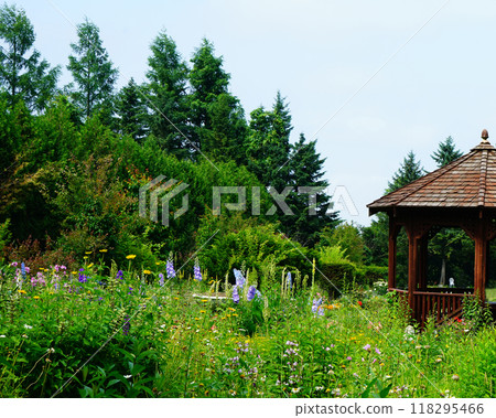 Hokkaido Purple Bamboo Garden Hokkaido Purple Bamboo Garden 118295466