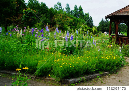 Hokkaido Purple Bamboo Garden Hokkaido Purple Bamboo Garden 118295470