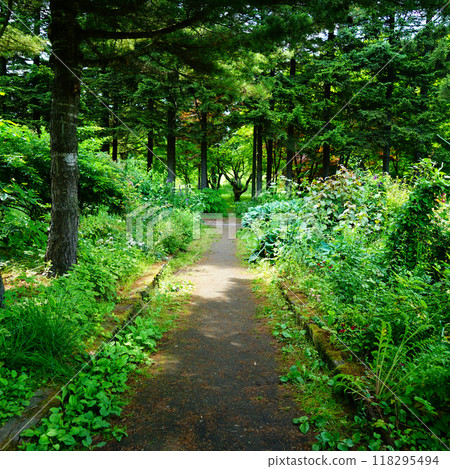 Hokkaido Purple Bamboo Garden Hokkaido Purple Bamboo Garden 118295494