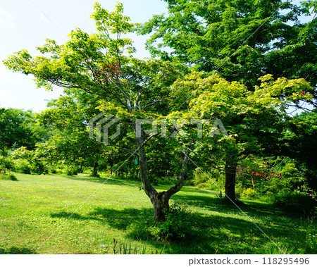 Hokkaido Purple Bamboo Garden Hokkaido Purple Bamboo Garden 118295496